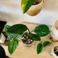 Monstera Peru