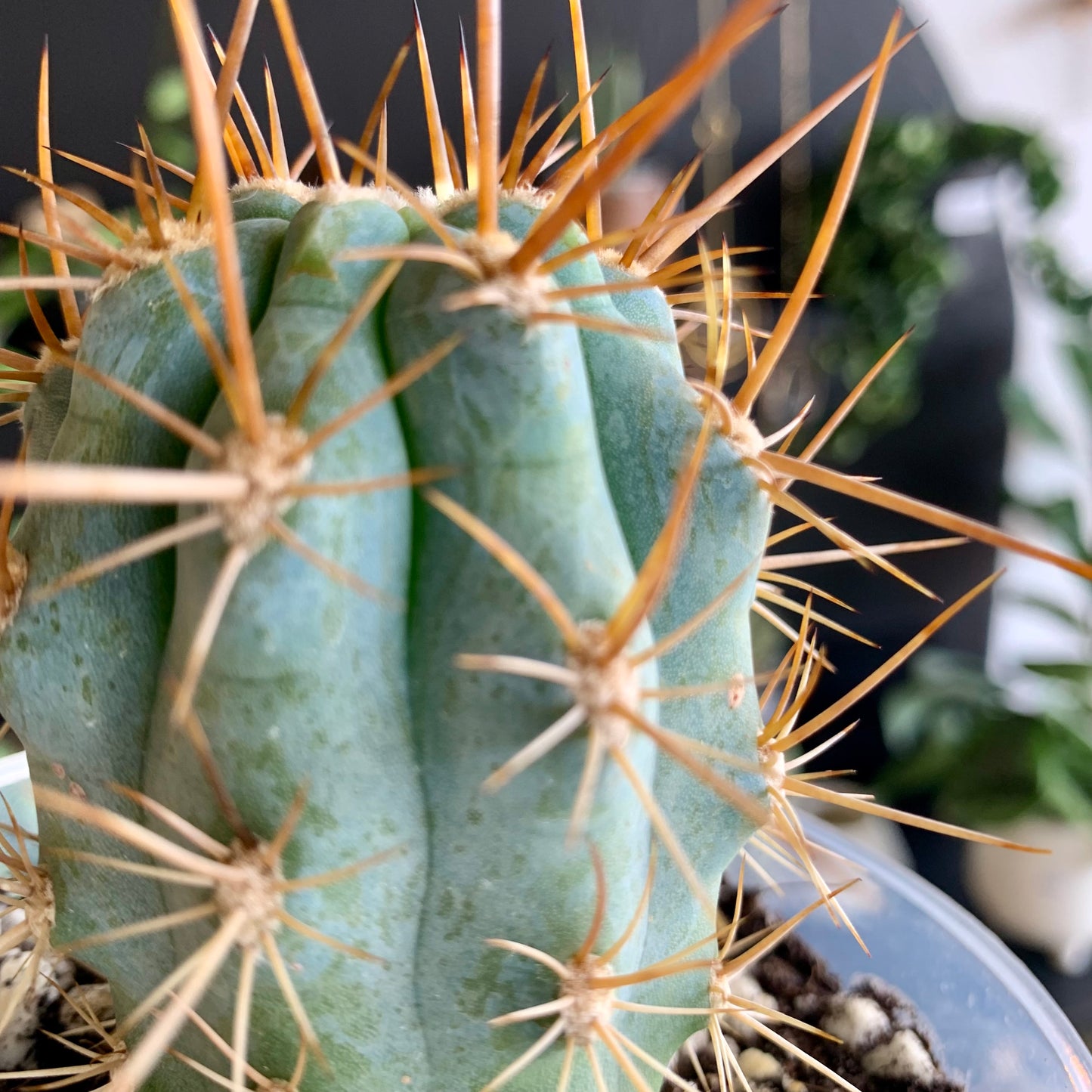 Blue Cereus Cactus