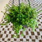 Pilea Green Baby Tears
