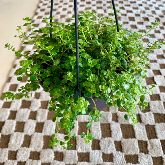 Pilea Green Baby Tears