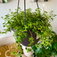 Pilea Green Baby Tears