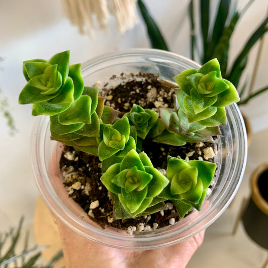 String of Buttons