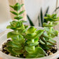 String of Buttons
