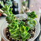 String of Buttons