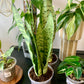 Zeylanica Snake Plant