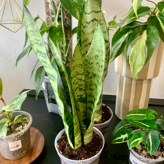 Zeylanica Snake Plant