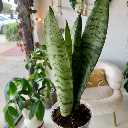 Zeylanica Snake Plant
