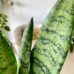 Zeylanica Snake Plant