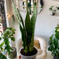 Zeylanica Snake Plant