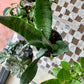 Zeylanica Snake Plant