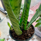 Zeylanica Snake Plant
