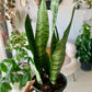 Zeylanica Snake Plant