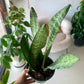Zeylanica Snake Plant