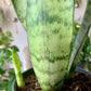 Zeylanica Snake Plant
