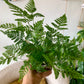 Rabbits Foot Fern