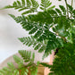 Rabbits Foot Fern
