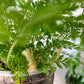 Rabbits Foot Fern