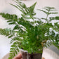 Rabbits Foot Fern