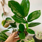 ZZ Plant