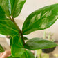 ZZ Plant