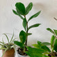 ZZ Plant