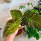 Regal Shields Alocasia