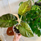 Regal Shields Alocasia