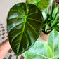 Regal Shields Alocasia