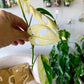 Monstera Adansonii Archipelago (low color)