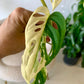 Monstera Adansonii Archipelago (low color)