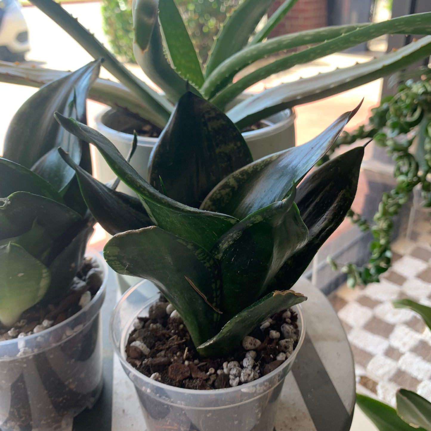 Snake Plant "Whitney"