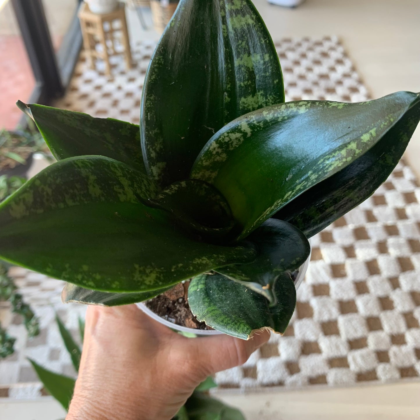 Snake Plant "Whitney"