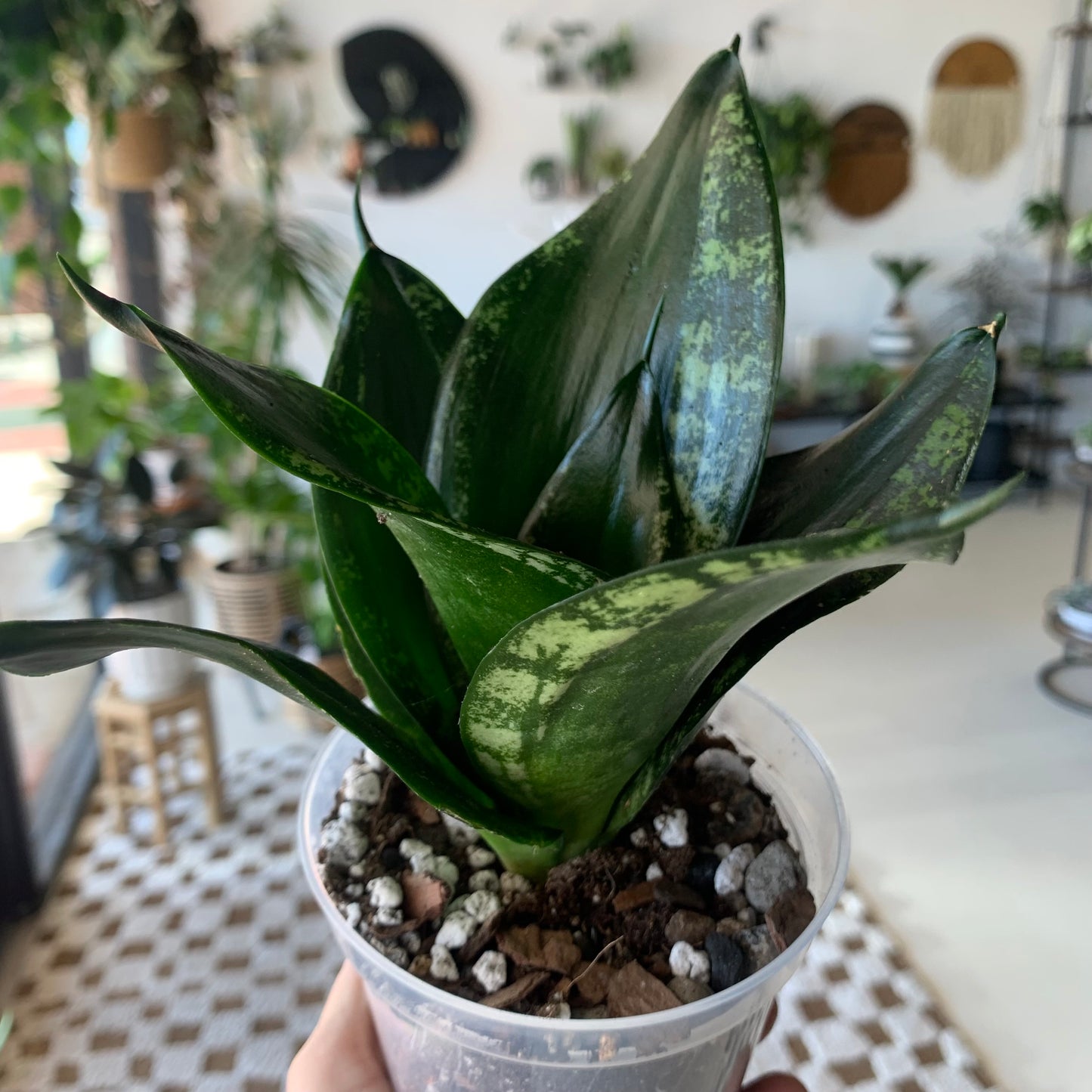 Snake Plant "Whitney"