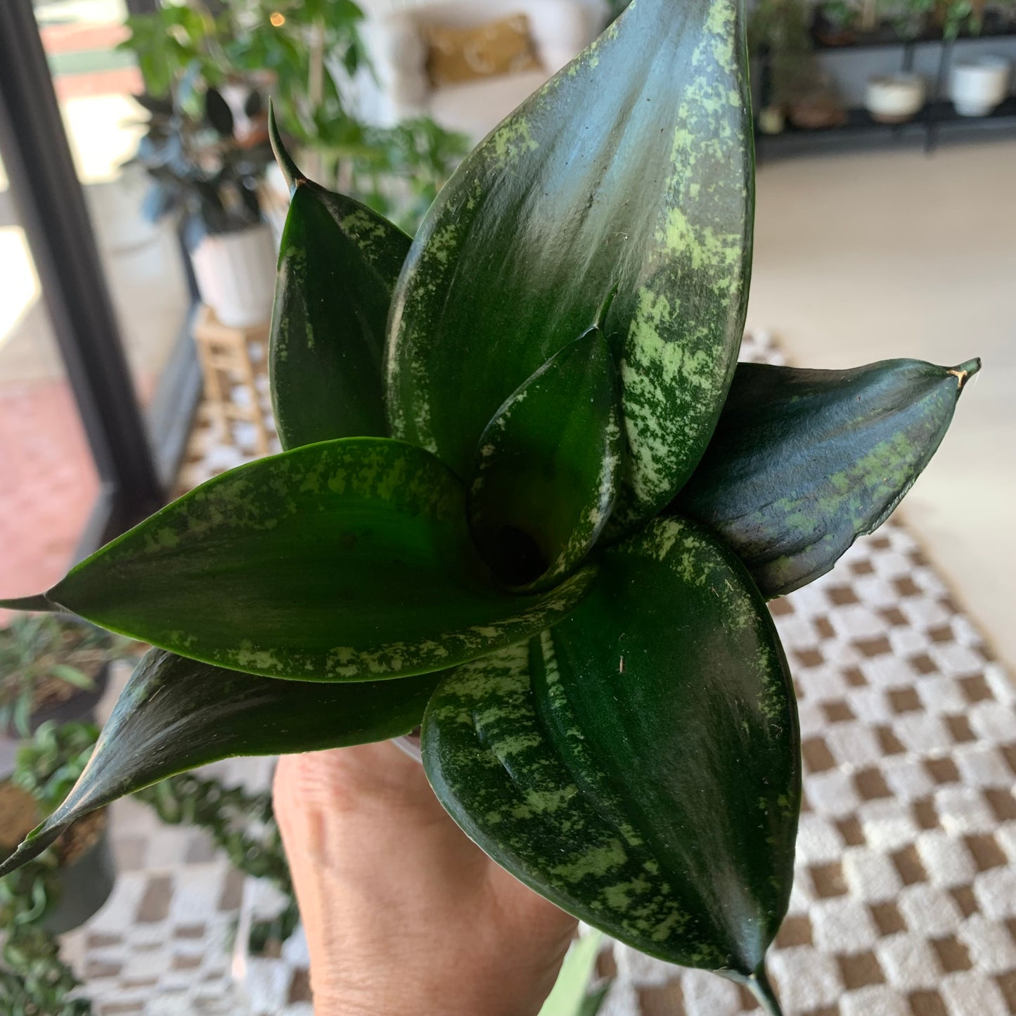 Snake Plant "Whitney"