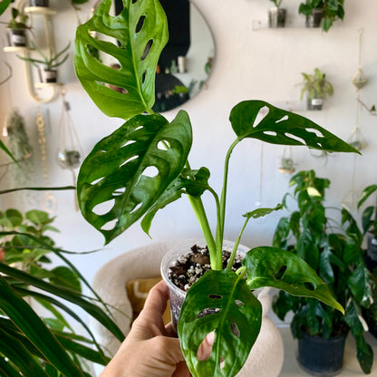Monstera Adansonii "Swiss Cheese"