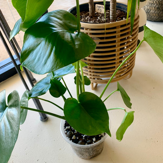 Monstera Deliciosa