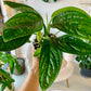 Monstera Peru