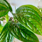 Monstera Peru