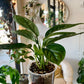 Monstera Peru