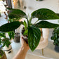 Monstera Peru