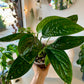 Monstera Peru