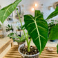 Alocasia Frydek