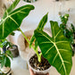 Alocasia Frydek
