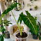 Alocasia Frydek