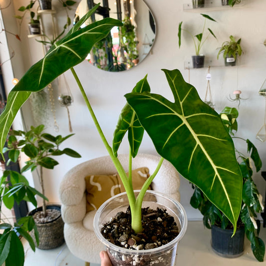 Alocasia Frydek