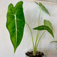 Alocasia Frydek