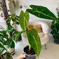Alocasia Frydek