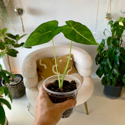 Alocasia Frydek