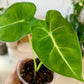 Alocasia Frydek