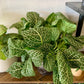 Fittonia Nerve Plant
